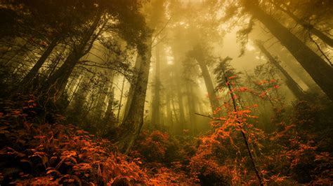 Nature Forest Fall Landscape Trees Mist Morning Wallpapers Hd