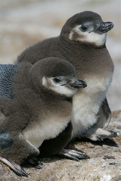 Baby Galapagos Penguin Magellanic Penguin Chicks Sea Lion Island