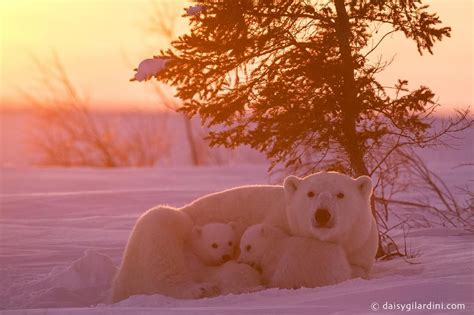 Polar Bear Sunset Photo By Daisy Gilardini — National Geographic Your