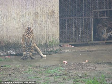 Tigers Boiled Up To Make Wine In China That Boosts Sex Drive Daily Mail Online