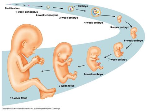 Zygote Development Diagram Characteristics Of Living Things Fetal