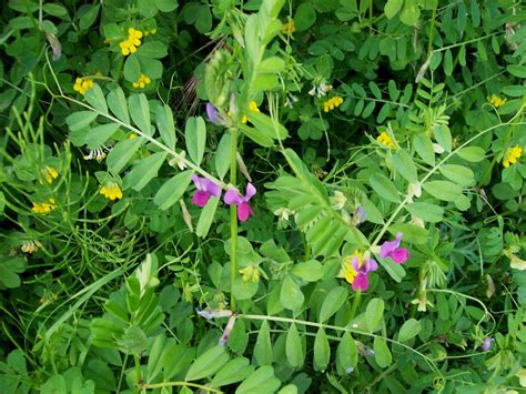 Ricette con fiori ornamentali e spontanei. QUELLA LUCE DI LUNA: FIORI SPONTANEI...CON UN PO' DI ...