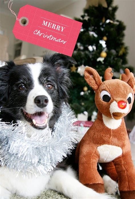 19 Christmas Cards Ideas For Your Pets Pet Holiday Christmas Animals