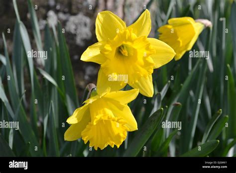 Daffodil Close Up Stock Photo Alamy