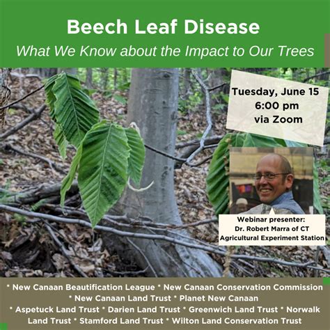 Beech Leaf Disease What We Know About The Impact To Our Trees New