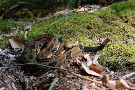 Timber Rattlesnakes Cool Facts And An Uncertain Future