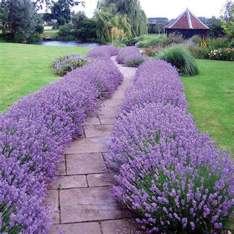 Check spelling or type a new query. Lavender Hidcote is one of our very best-selling sun ...