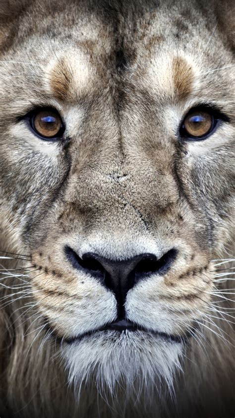 Search free 4k wallpapers on zedge and personalize your phone to suit you. Wallpaper lion, 4k, Animals #16063