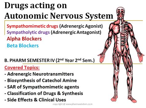 Drugs Acting On Autonomic Nervous System Sympathomimetic Agents