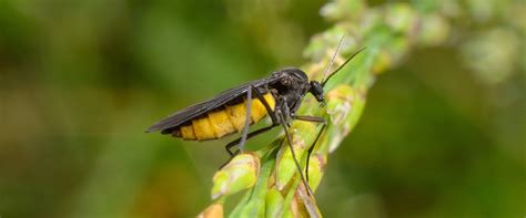 Fungus Gnats A Guide To Fungus Gnat Identification Prevention And Control