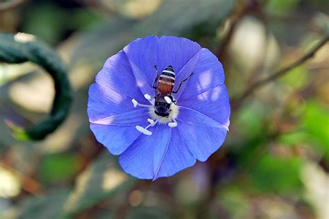 Blue Honey Bee Flower Photograph By Denis Shah