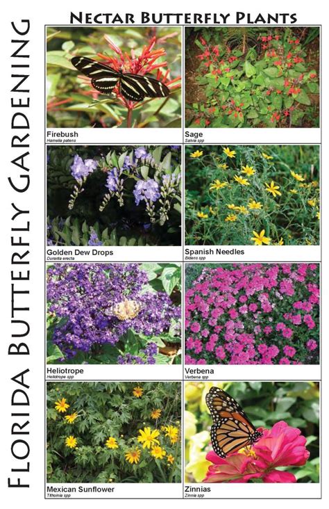 By including plants that caterpillars like to munch in your butterfly garden design, you'll improve your chances of hosting a caterpillar. Butterflies & Butterfly Plants of Central Florida