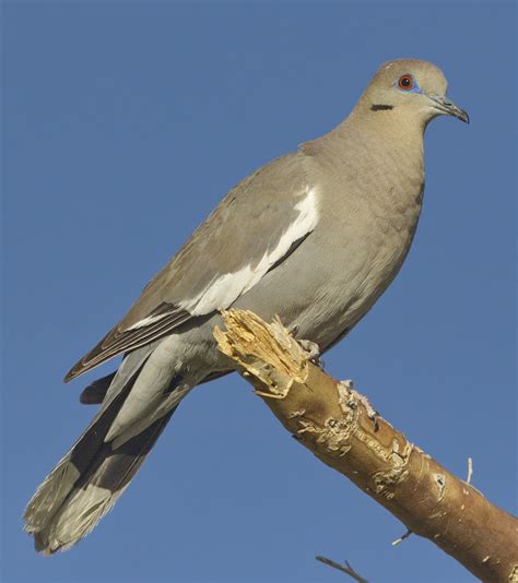 Sings a song, sounds like she's singing. White-winged Dove | San Diego Bird Spot