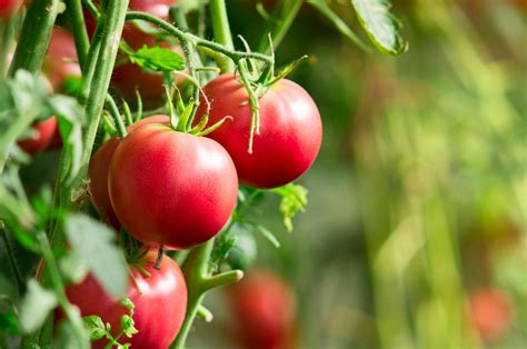 Why You Should Always Plant Tomato Seedlings Sideways Bob Vila