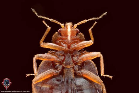 Scientists Sequence Genome Of Common Bed Bug Genetics