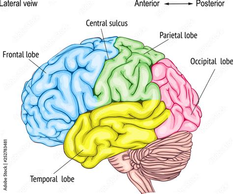 Anatomy Of The Human Brain Areas Of The Cerebral Cortex Anatomy Of
