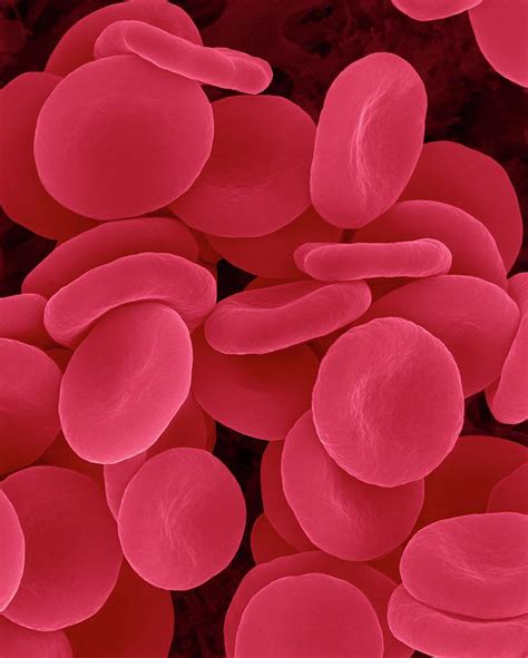 Red Blood Cells In Isotonic Solution Photograph By Dennis Kunkel