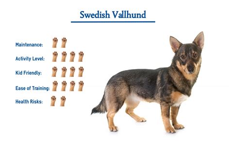 Swedish Vallhund Dog Breed… Everything You Need to Know at ...