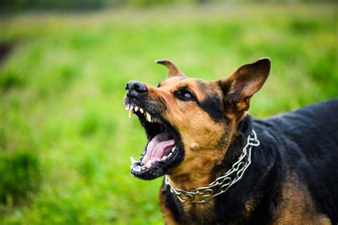 How To Calm An Aggressive Dog The Quick And Easy Way