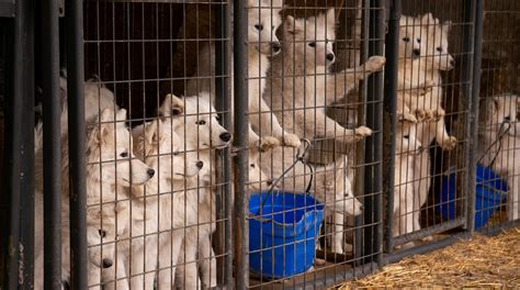Dogs Taken From Iowa Puppy Mill Monday Not Up For Adoption