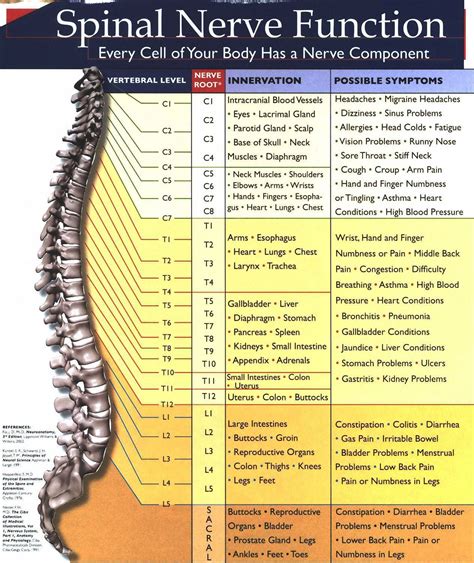 printable spinal nerve chart portal tutorials