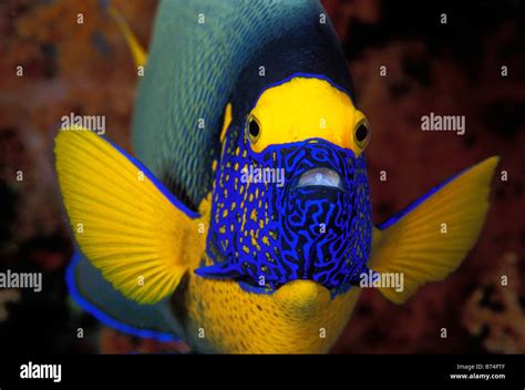 Blue Face Angelfish Pomacanthus Xanthometopon Sulawesi Indonesia