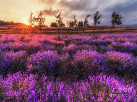 Lavender Field At Sunset Nature Landscape Photograph By Luke Kanelov