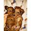 Dachshund Puppies For Sale  Paso Robles CA 282348