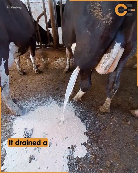 Vet Helps Cow Drain A Huge Abscess By Cortney Elise Facebook R