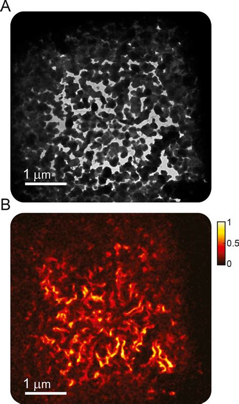Photon Gating In Four Dimensional Ultrafast Electron Microscopy Pnas