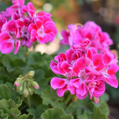 What Are Zonal Geraniums