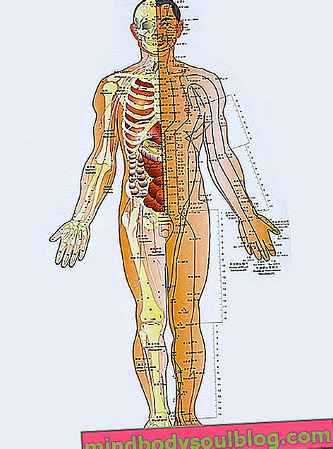 Où Sont Les Principaux Points Dacupuncture