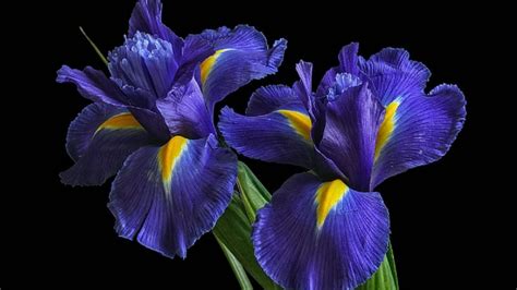 Plantas Cuidados Y Cultivo De La Flor De Iris Un Lirio Que Florece En