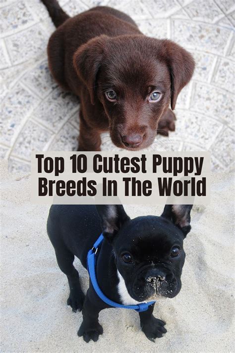 Top 10 Cutest Puppy Breeds In The World Cute Puppy Breeds Puppy