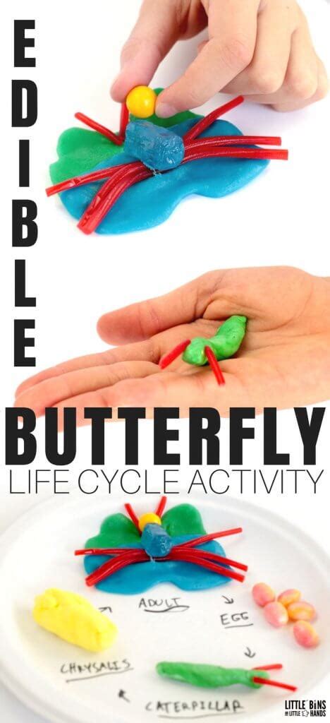 Easy Edible Butterfly Life Cycle Activity With Leftover Candy