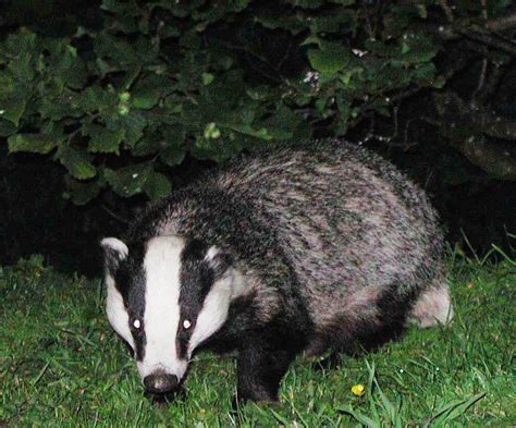 Oldscroteshome Badger