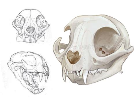 Drawing the human form can be complicated if a basic understanding of proportions at different ages is missing. Cat Skulls by Gato-Iberico | Skull sketch, Animal skull drawing, Cat skull