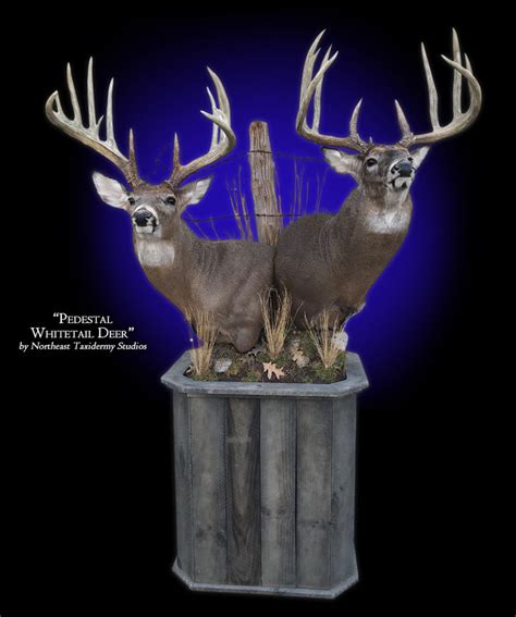 Whitetail Deer Pedestal Mount Mounted Whitetail Deer Pedestal Taxidermy