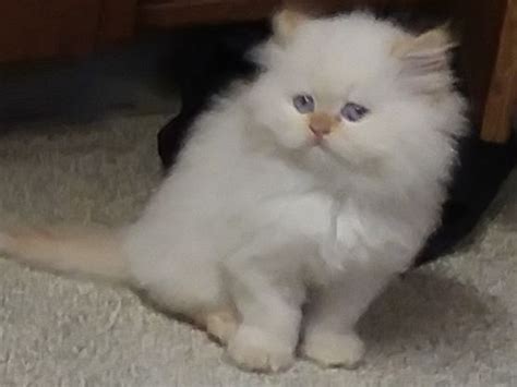 We intentionally limit the amount of breeding cats we have. Himalayan Persian Cats For Sale | Portland, OR #315882