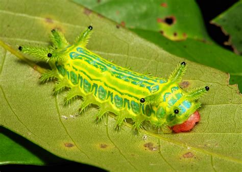 Wallpaper Caterpillar Insect Larva Invertebrate Macro Photography