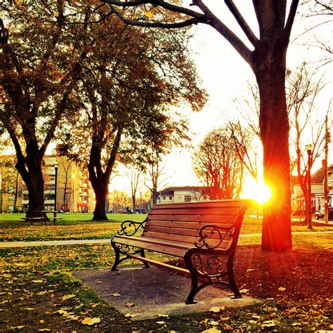 Brown Wooden Park Bench Under Green Leaf Tree During Sunset · Free