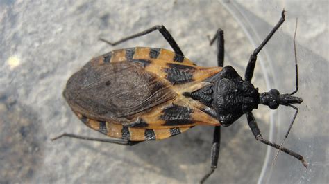Kissing Bug Bite And Size Where Do These Kissing Bugs Live