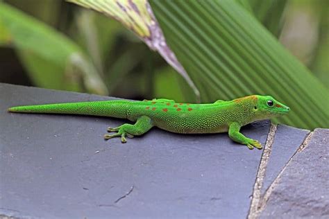 Giant Day Gecko Diet What Do They Eat