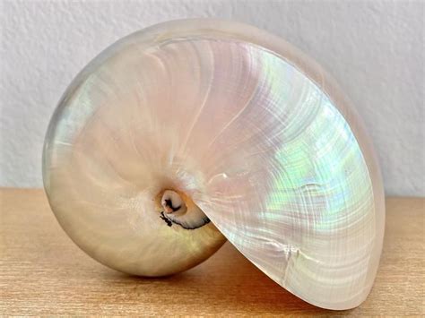 Pearl Nautilus Shell Multiple Sizes Available Seashells Etsy