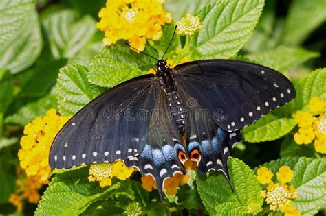 Mariposa Negra Femenina Nuevamente Eclosed De Swallowtail Que Descansa