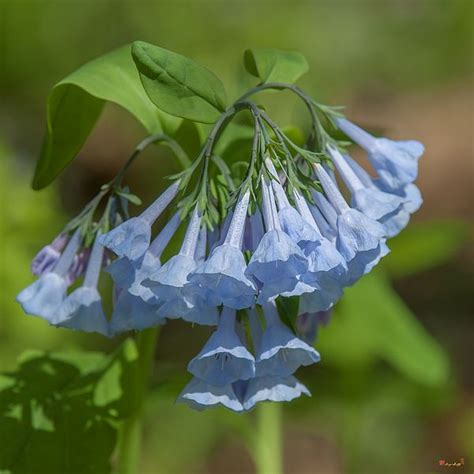 Pink Virginia Bluebells Or Virginia Cowslip Dspf0339 By Gerry Gantt