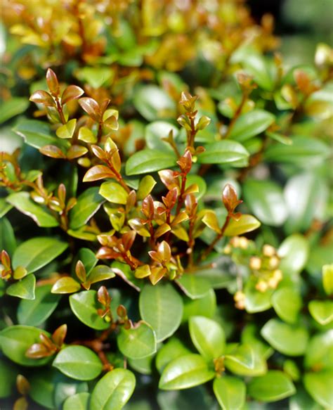 Symptoms of plant illness (please try not to what other treatments have you given the plant: Best Lilly Pilly Varieties - Burke's Backyard