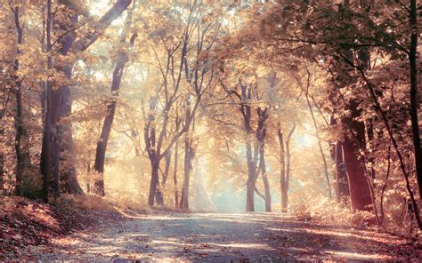 Sunbeams Autumn Trees Beautiful Leaves Landscape Road Nature
