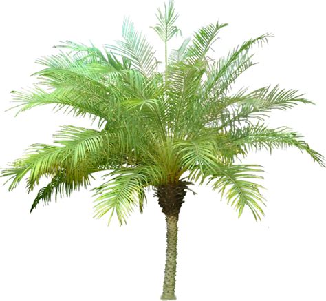 Download png animasi pohon kelapa animasi pohon desktop wallpaper gambar png. Jual Pohon Palem Phoenix Murah | palem Phoenix Palem ...