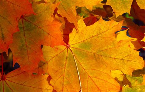 Free Images Nature Branch Stem Fall Foliage Autumn Colorful